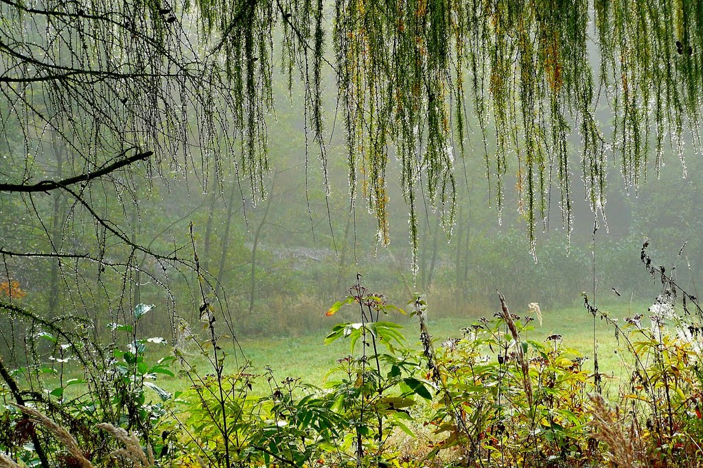 Říjnový les 1 (u Jelenice) - Le bois d'octobre 1 by Zdenek Mario