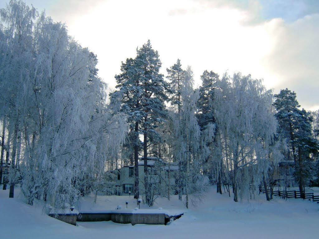 Snowy trees by Petteri Kantokari