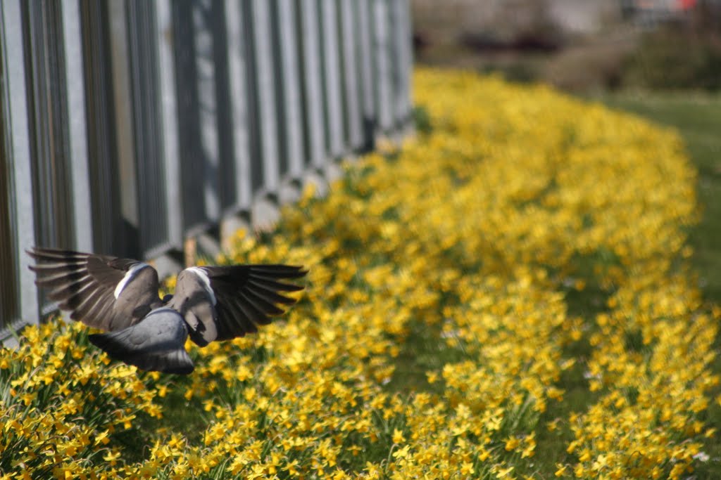 Daff pigeon by geoff harris