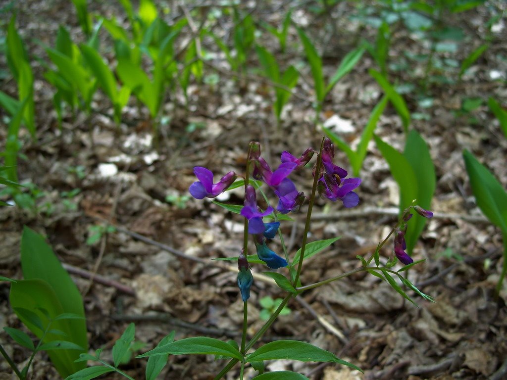 Some forest flower by Artem Bychkov