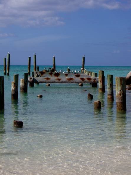 Jetty by frogfish