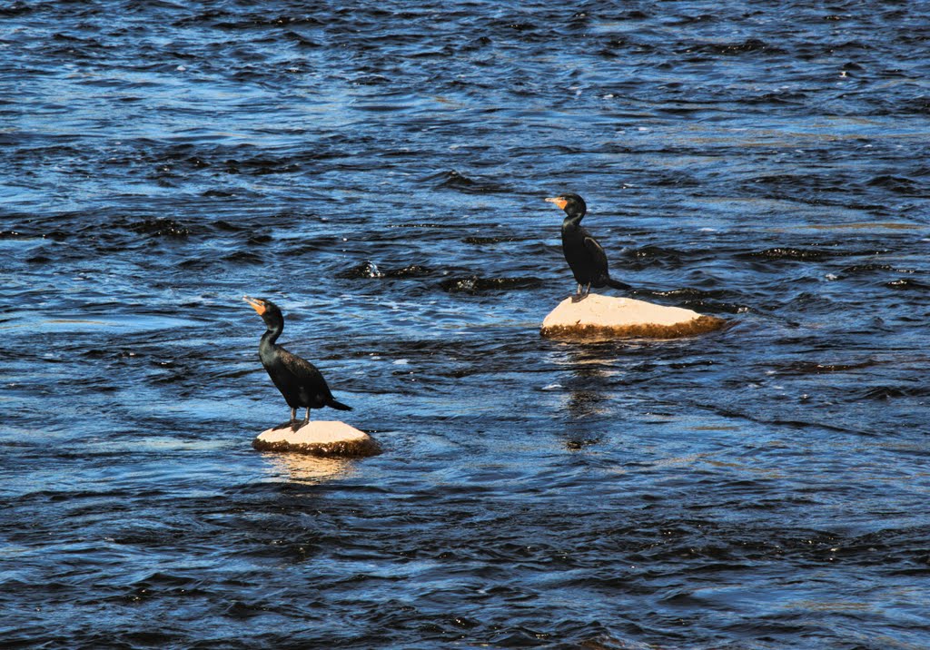 Rivière Rideau: double crested cormorant ? by D. St-Maurice