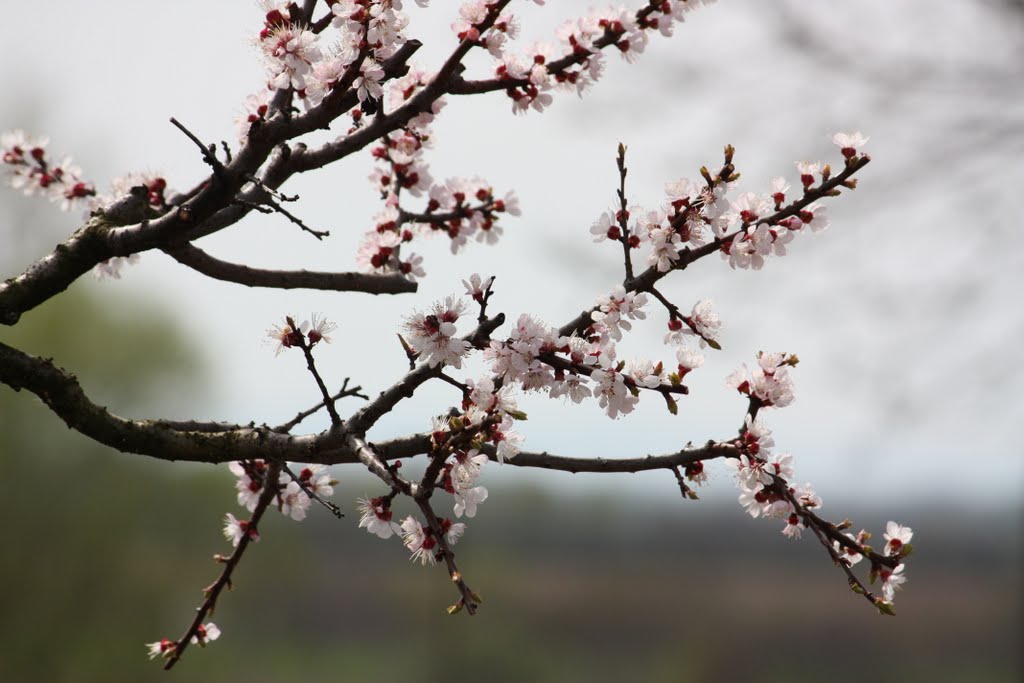 Cseresznyevirágzás 2 / Cherry blossom 2 by varga.riell