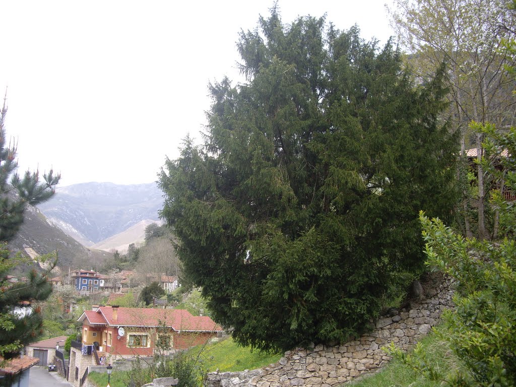 Carreña de Cabrales y su tejo by viajeraempedernida