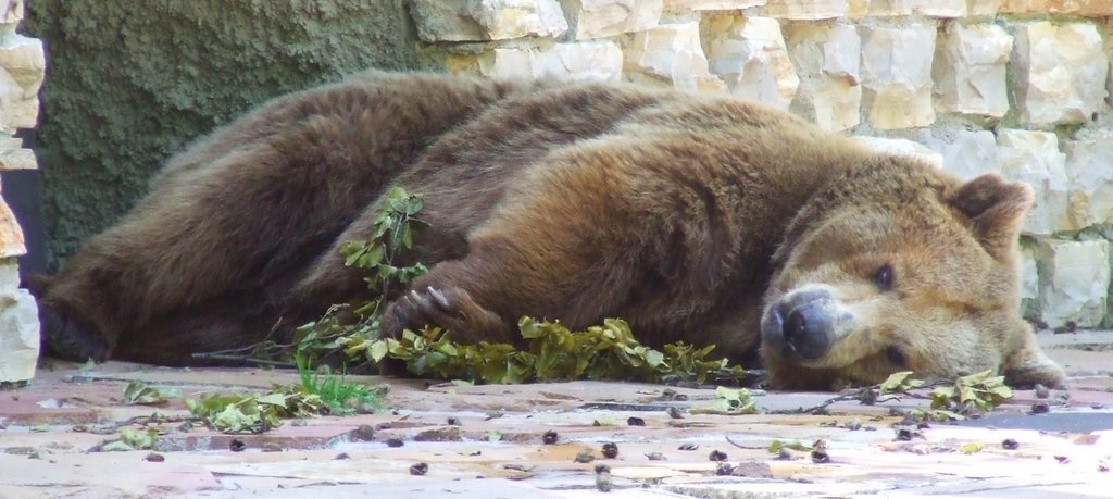 Brown bear by © Kojak