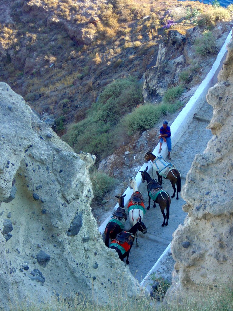 Donkeys, Oia by antonymoggridge