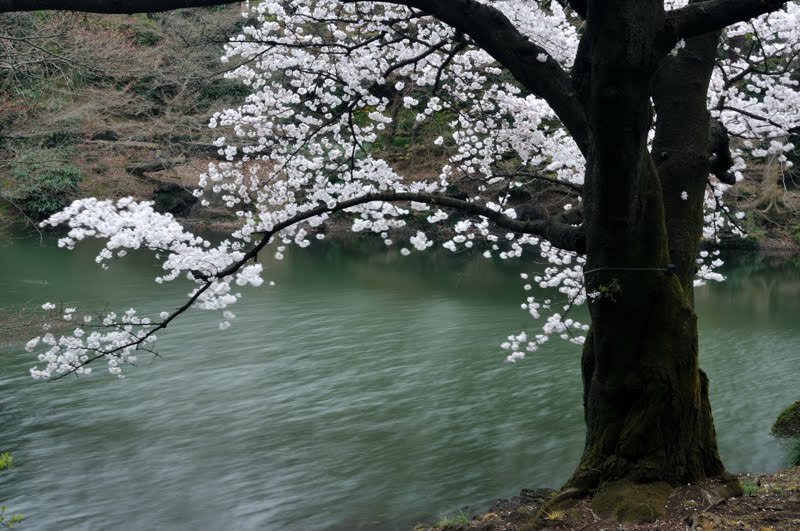 Cherry blossoms by Itss_teruteru