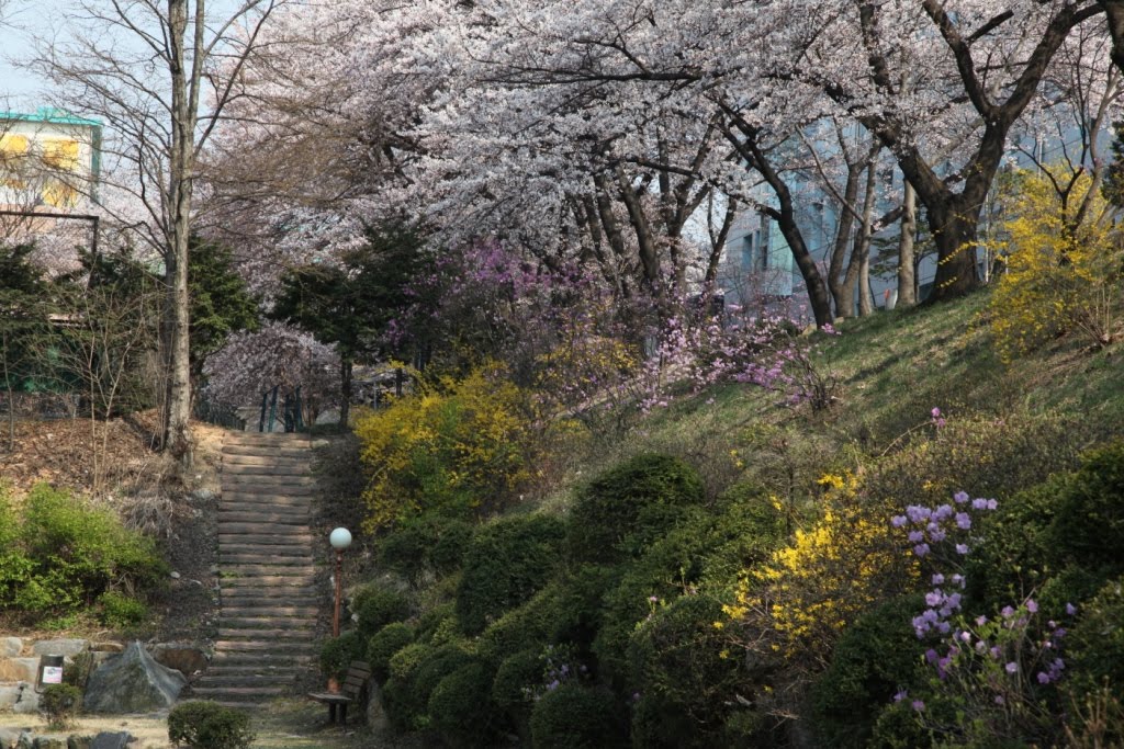 Cherry Blossoms, KISTI by Danielcarlsbad