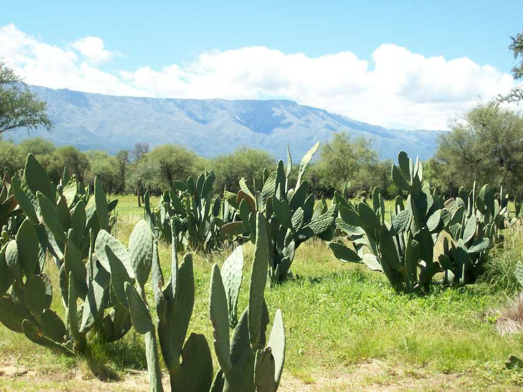 Paisaje by animus domini