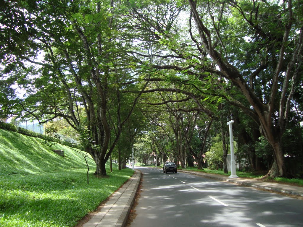 Galaha Road by the Medical Faculty of Peradeniya University by jmsbandara