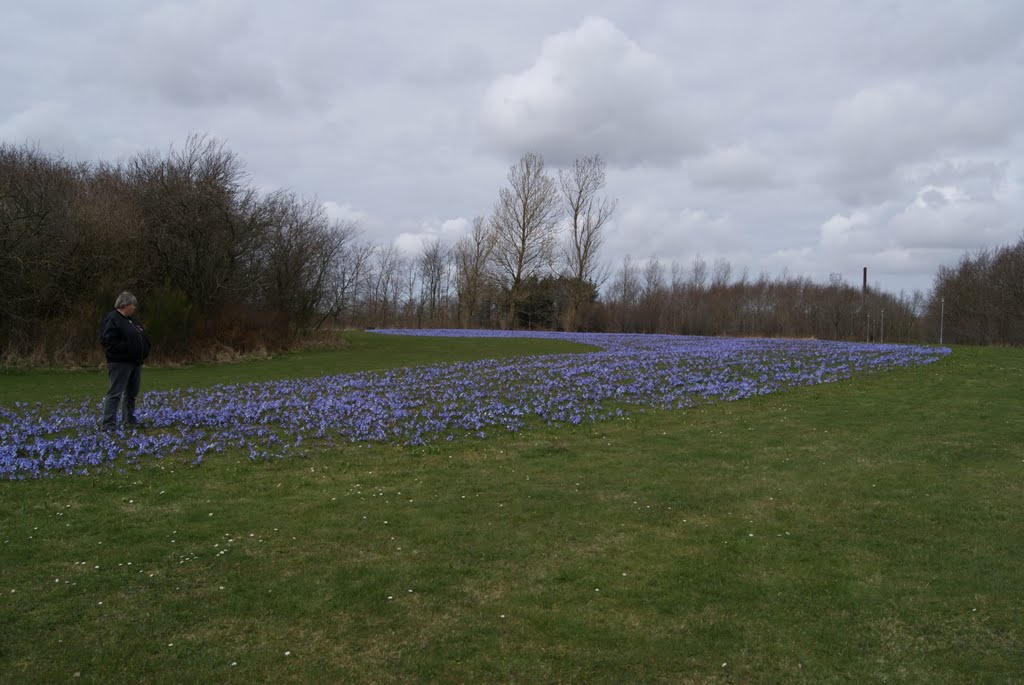 Flowers in a park in Holstebro by finnjf