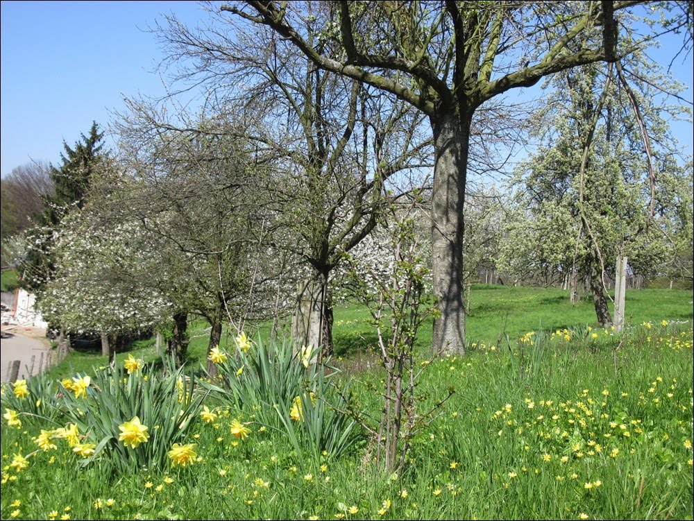 Obstweg Leichlingen by remolga