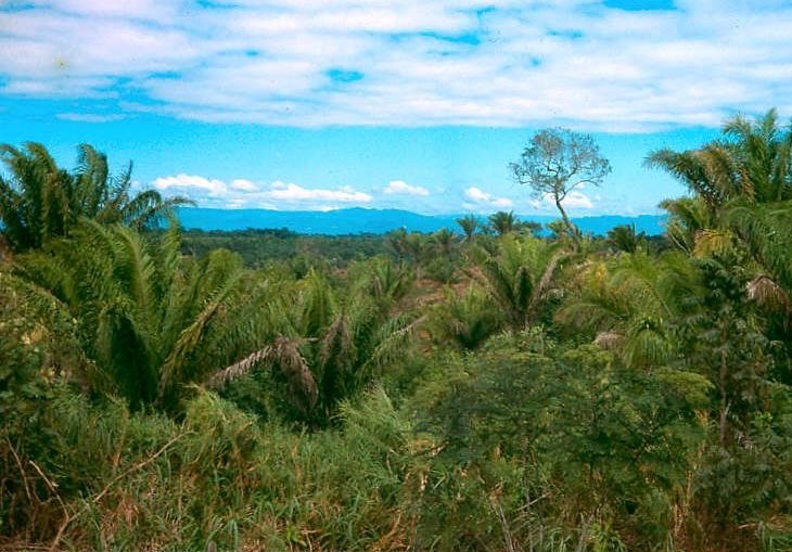 View of Andes and jungles near Santa Fe de Yapacani (1979) by mrbitter