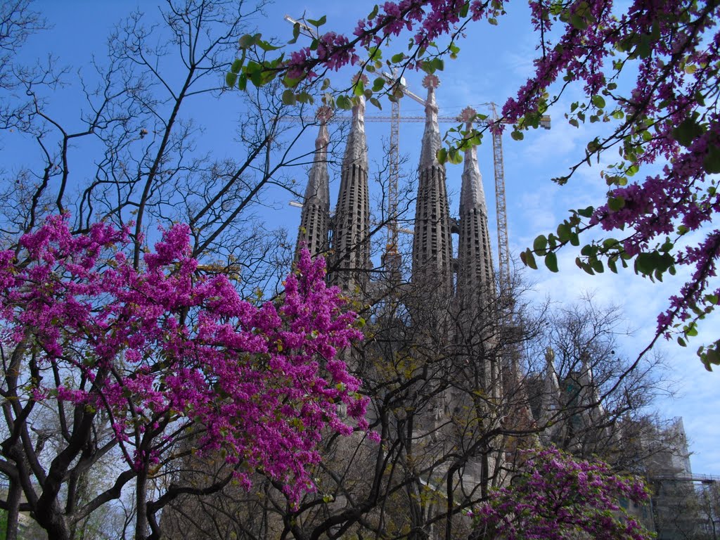 La primavera en la Sagrada Familia by antoniog