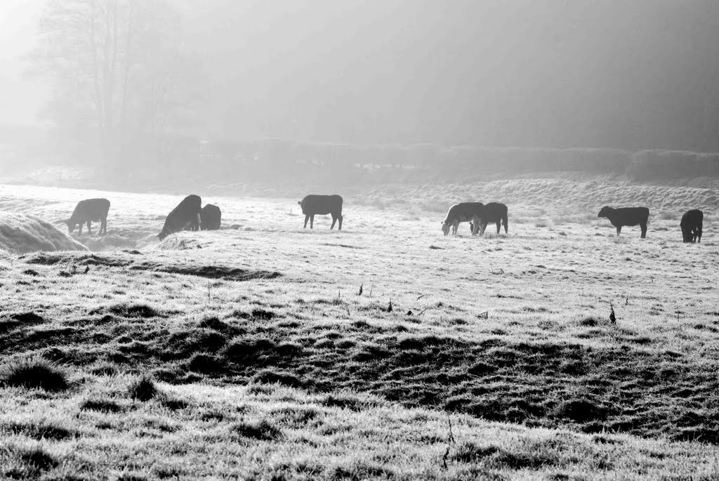 April morning Cattle by Neil Coppick