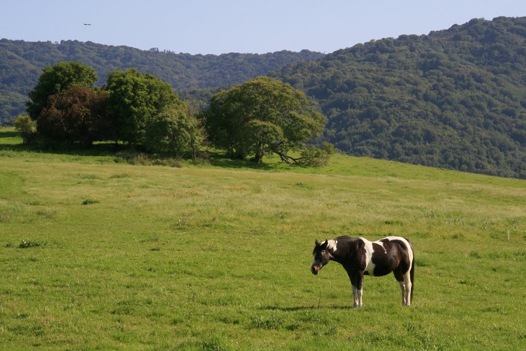 Spring Above Los Altos Hills, California by davidcmc58