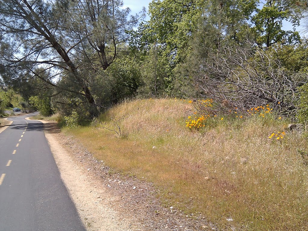 Poppies near bike trail by Eric Phelps