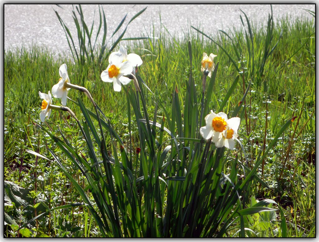 ...Daffodils, all over... by andrea.j.