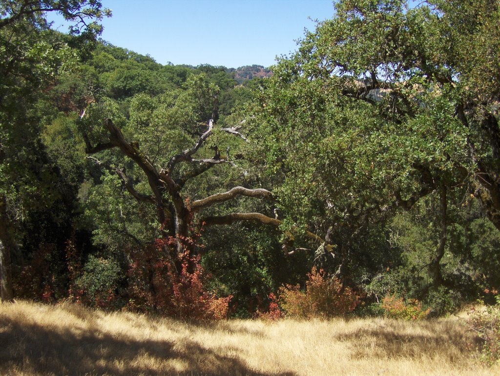 Joseph D Grant Park, Halls Valley Trail by grey3000