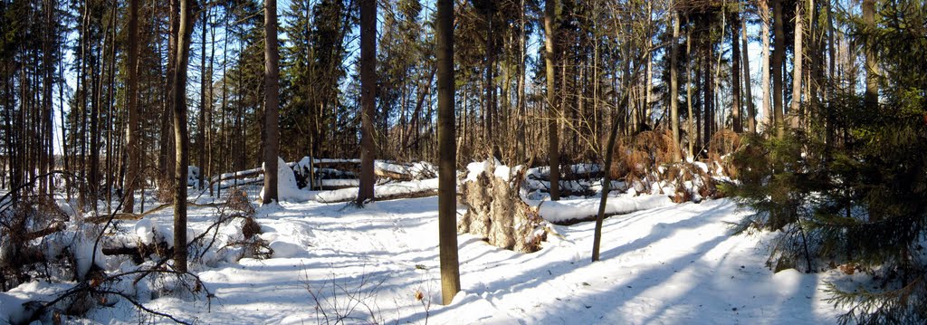 Winter panorama of fallen trees by Petteri Kantokari