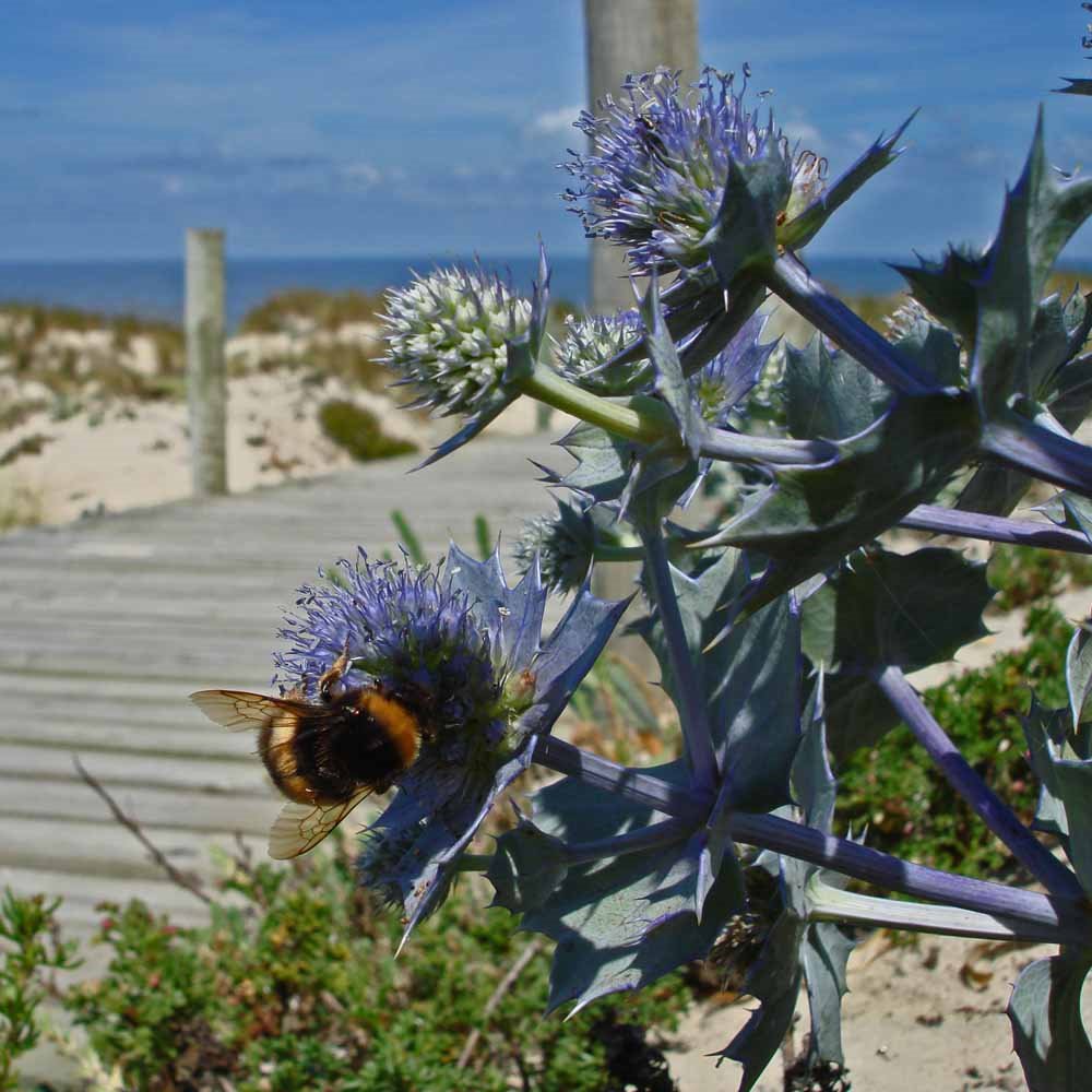 Praia da Vieira - thistle 19.07.07 by 工藤マイケル