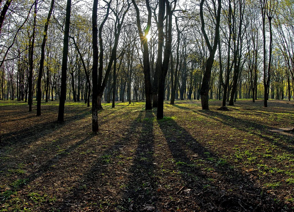 Morning in the Spring Park :) - Утро в весеннем парке :) by Annushka77