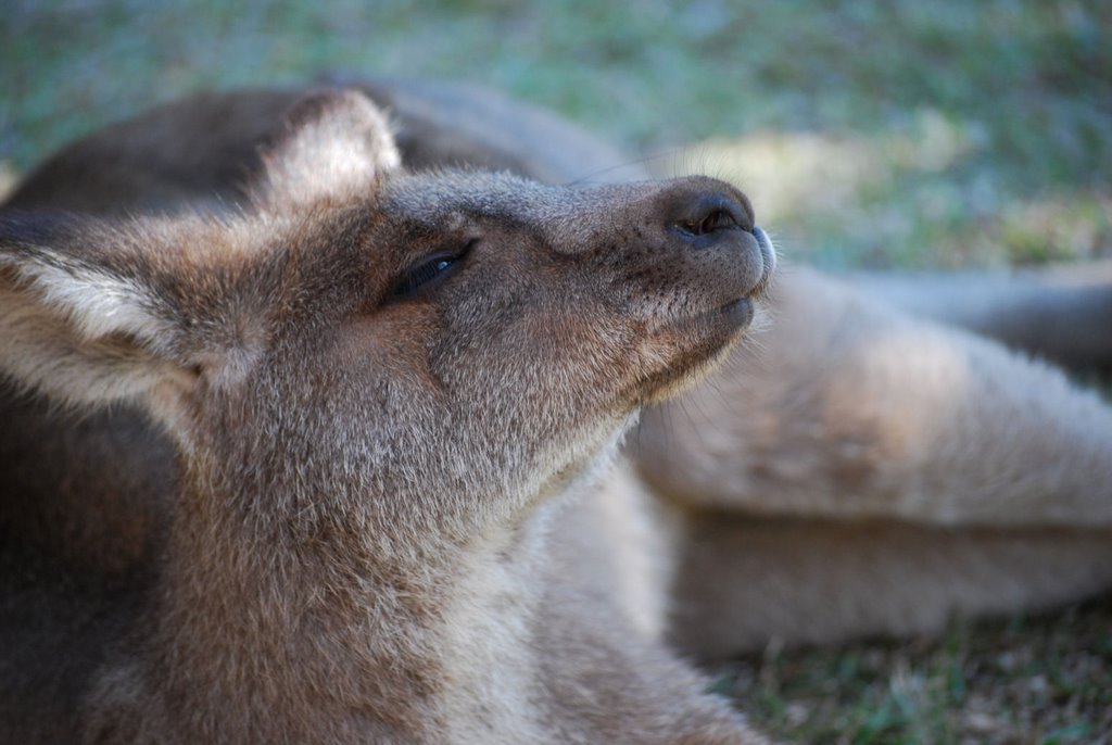 Landsborough QLD, Australia by sobrien