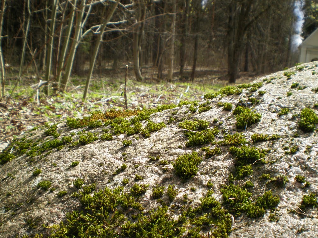 Gyvybė ant akmens - Life on the stone by Gintarele