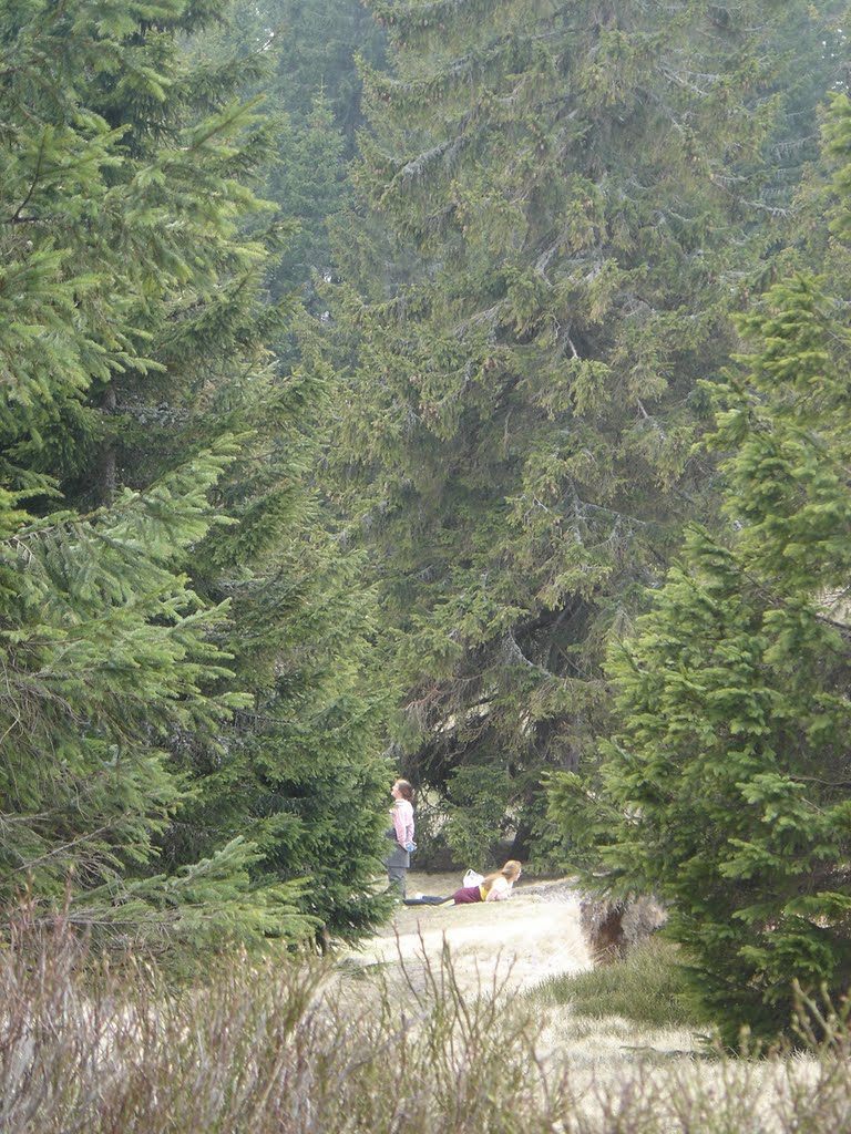 Brazi in Carpatii Apuseni (Trees in the Western Carpathians) by POPA P. IOAN