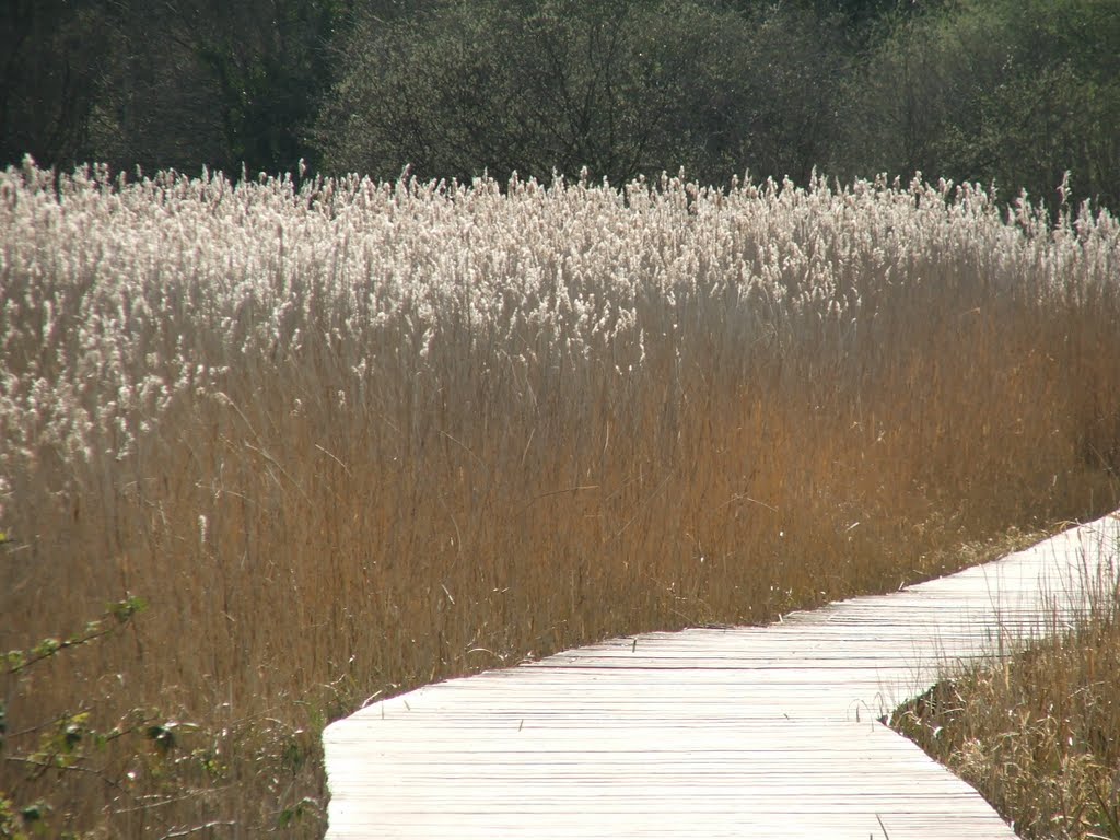 Cosmeston Country Park by Graham Willetts