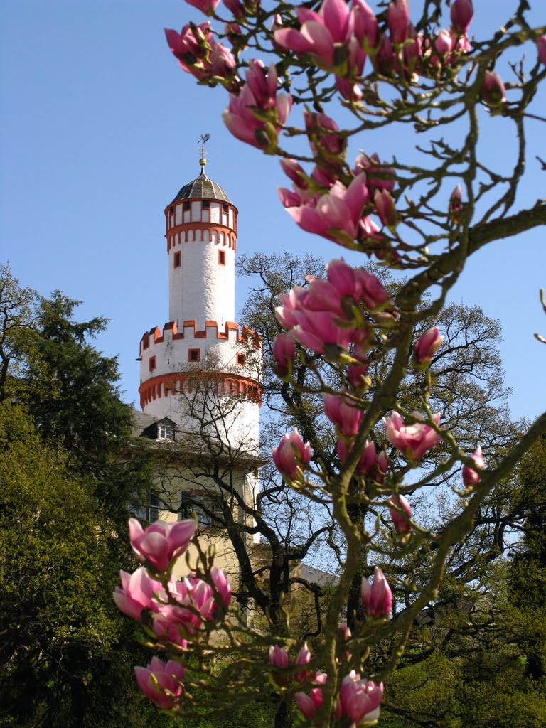 Magnolienbaum mit Weißem Turm by 600m