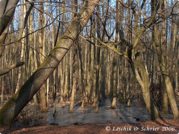 Bucher Forst im Winter by wasbeertje