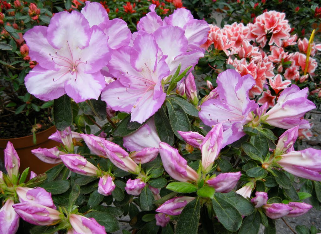 Borgo a Mozzano. Azalea show 2010: rhododendron & azalea. by brezza