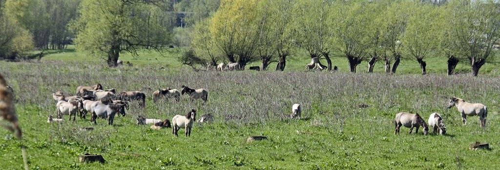 Konikshorses in Groenlanden by Eus Nieuwenhuizen