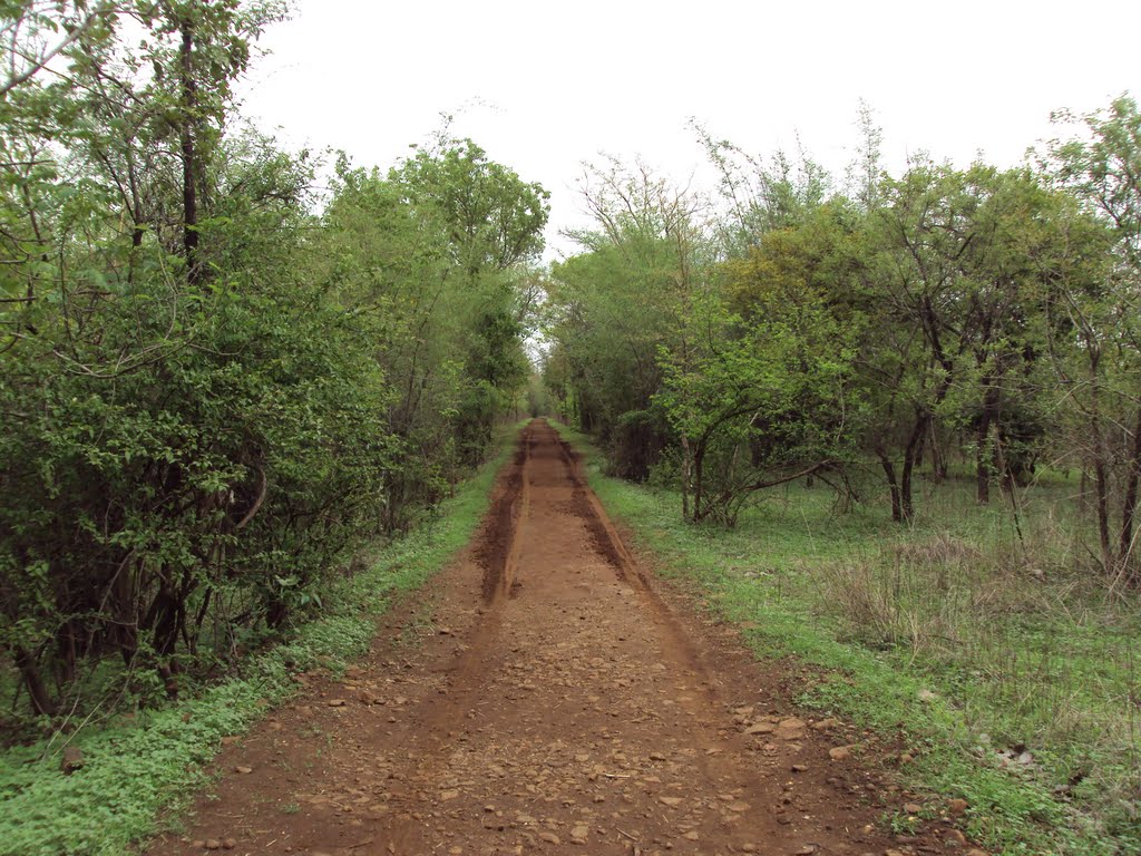 The never ending dragged path by Prıyansh Gupta