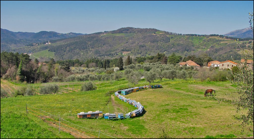 Il trenino dell'apicoltore - camminata Pieve Santo Stefano-Piazzano, 09-04-2010 by kriszta13