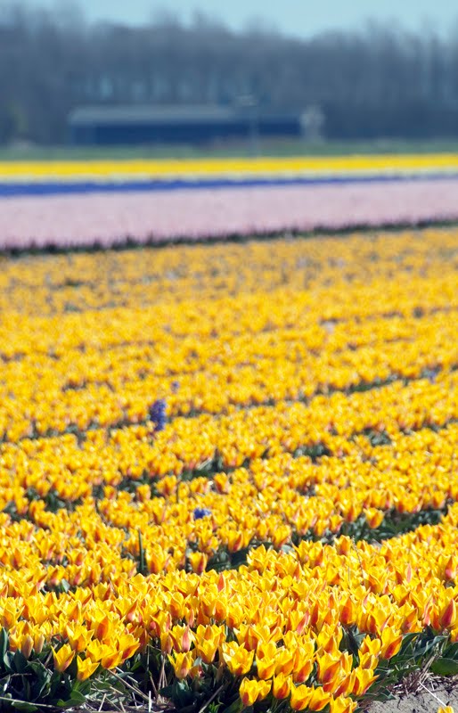 Blooming bulbs field by The Picturemaker