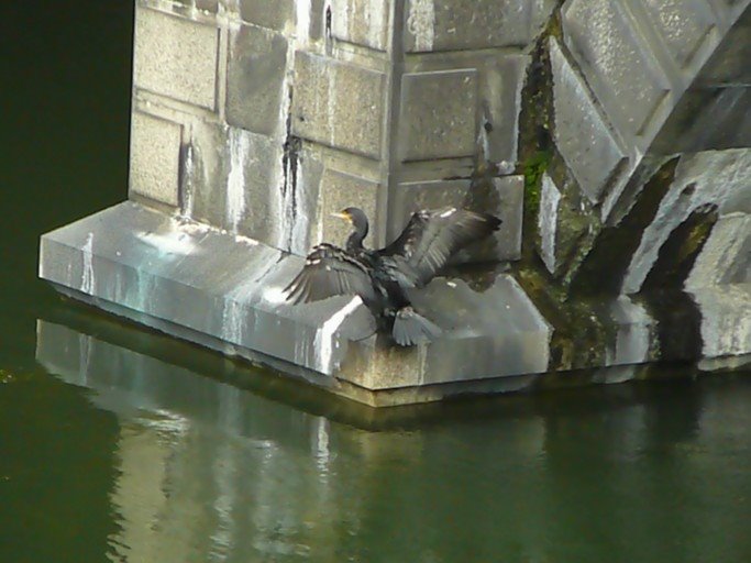 River cormorant at Inperial palace （皇居の川鵜） by Maz-m