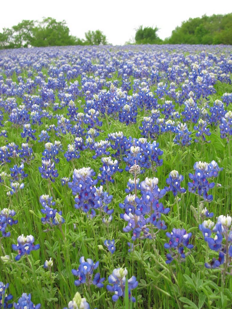 Blue Bonnets, Close to Brockdale Park, Lucas, TX by patakieva