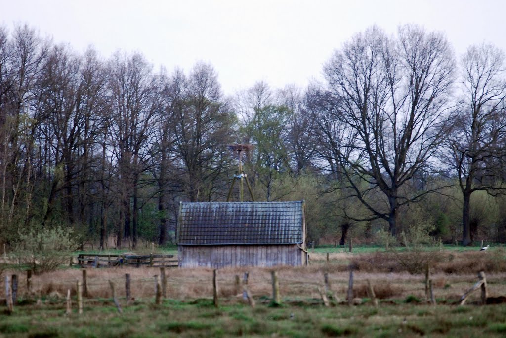 Storch am Boden by Schott