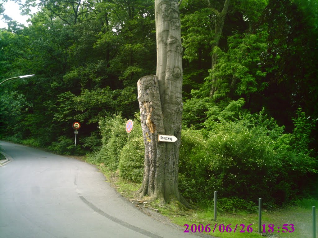 H©) Haltern am See am Annaberg / An diesen Baum fehlt einiges by Hannes Th.