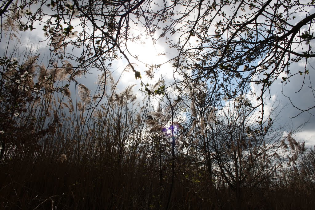 Im Schatten der Sonne by K-Heinz