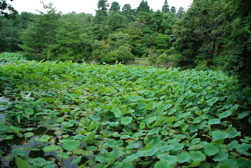 Ryoanji Goryonoshitacho, Ukyo Ward, Kyoto, Kyoto Prefecture 616-8001, Japan by jetsun