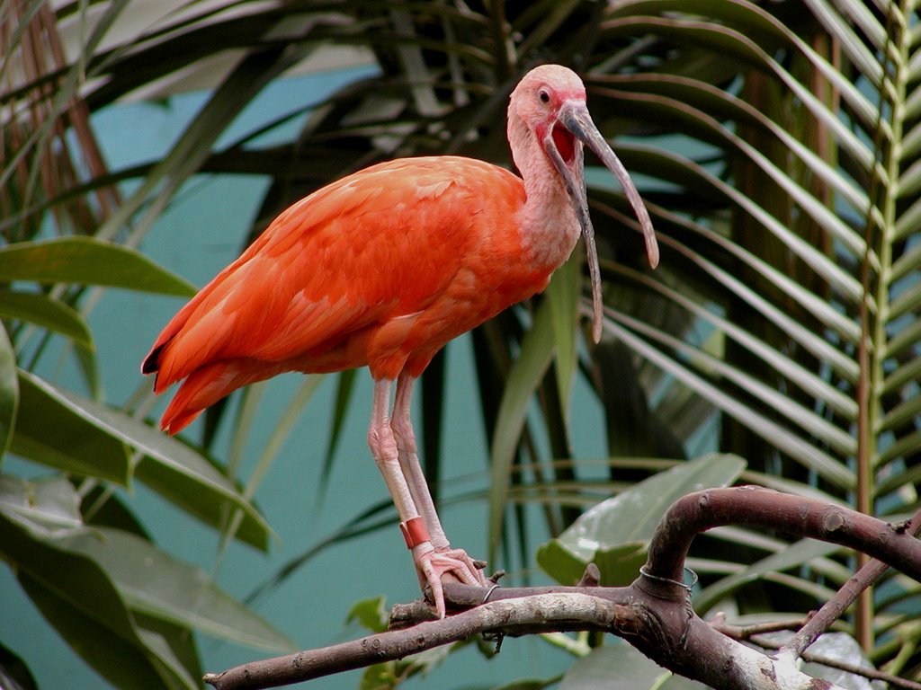 Scarlet Ibis by Scott Hanko