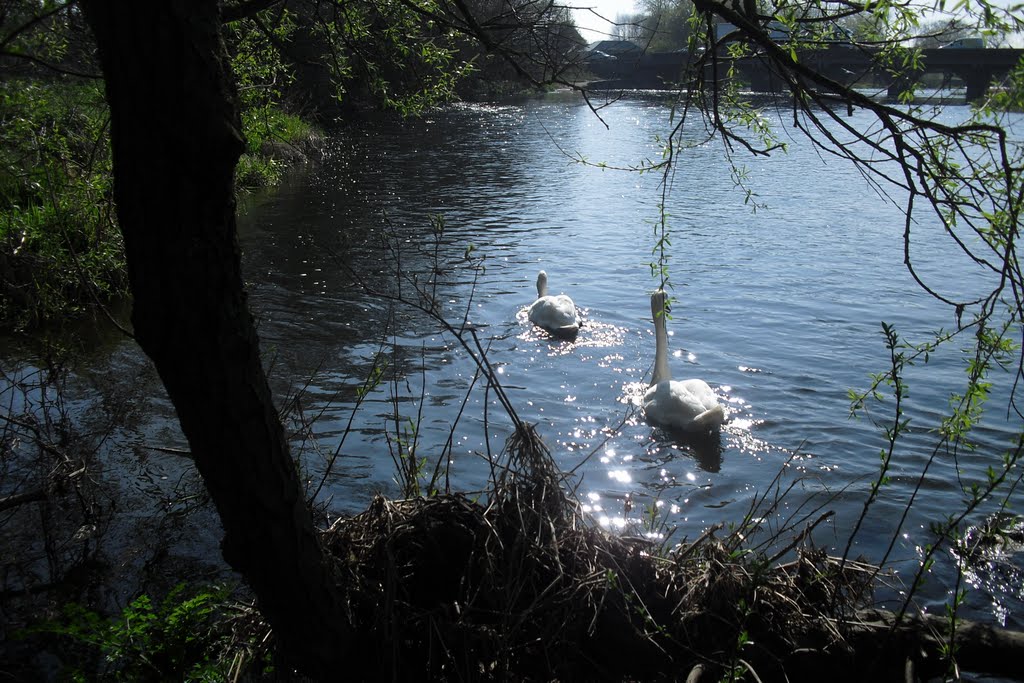 River Stour, Longham by timpami