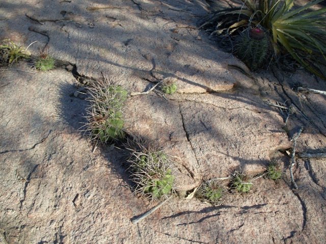 Cactos conhecidos popularmente como "Frade" ou "Cabeça de frade". Ao fundo planta adulta da mesma espécie seguida de uma bromélia ("macambira") by Jorge LN