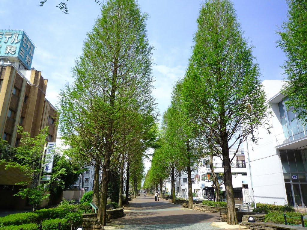 相鉄線線路跡の並木道(A street Ex. Sotetsu railway) by 9m2ji1etu