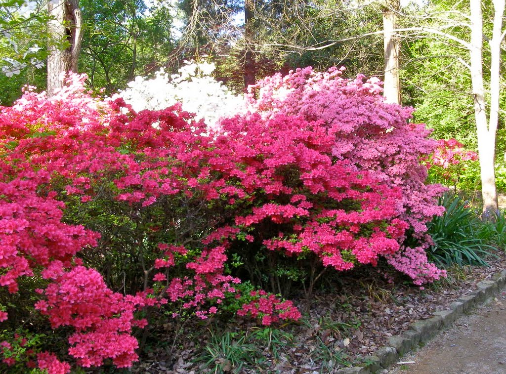 Azalea Time! by Melinda Stuart