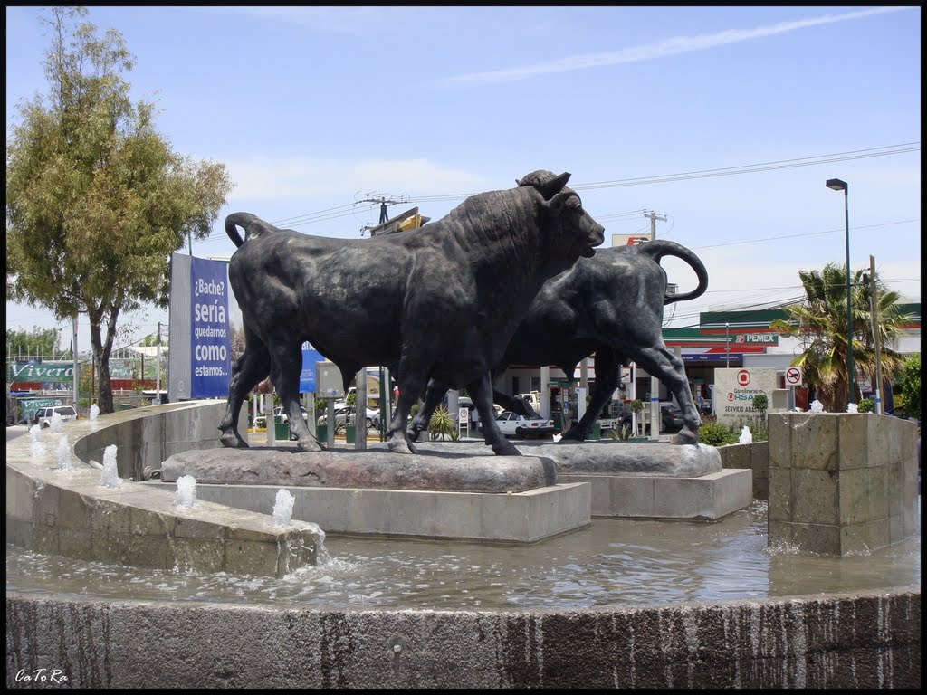 Toros de Lidia by CaToRa