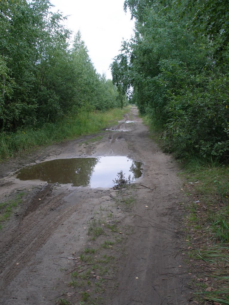 Мещора. Песчаная дорога через болота и перелески. Meshchora. Sandy road in the swamps and birchwoods by Евгений Борисович Че…